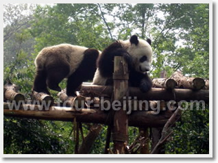 Beijing Chengdu Yangtze Cruise Shanghai 11 Day Tour